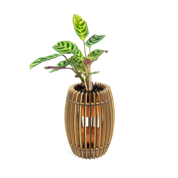 kleine planten pot